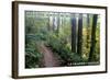 May the Forest Be with You - La Grande, Oregon-Lantern Press-Framed Art Print