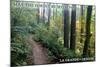 May the Forest Be with You - La Grande, Oregon-Lantern Press-Mounted Art Print