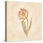 May Wonder Tulip on White Crop-Cheri Blum-Stretched Canvas