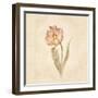 May Wonder Tulip on White Crop-Cheri Blum-Framed Art Print