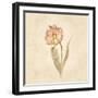 May Wonder Tulip on White Crop-Cheri Blum-Framed Art Print