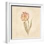 May Wonder Tulip on White Crop-Cheri Blum-Framed Art Print