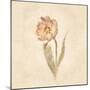 May Wonder Tulip on White Crop-Cheri Blum-Mounted Art Print