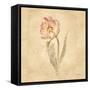 May Wonder Tulip-Cheri Blum-Framed Stretched Canvas