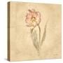 May Wonder Tulip-Cheri Blum-Stretched Canvas