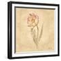 May Wonder Tulip-Cheri Blum-Framed Art Print