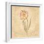 May Wonder Tulip-Cheri Blum-Framed Art Print