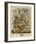 May-Robert Furber-Framed Giclee Print