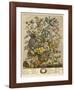 May-Robert Furber-Framed Giclee Print