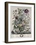 May-H. Fletcher-Framed Giclee Print