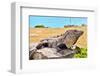 Mayan Ruins Iguana Tulum Mexico-null-Framed Premium Giclee Print