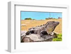 Mayan Ruins Iguana Tulum Mexico-null-Framed Art Print