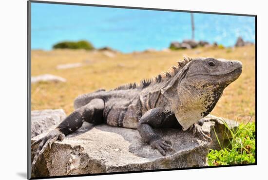 Mayan Ruins Iguana Tulum Mexico-null-Mounted Art Print