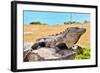 Mayan Ruins Iguana Tulum Mexico-null-Framed Art Print