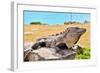 Mayan Ruins Iguana Tulum Mexico-null-Framed Art Print