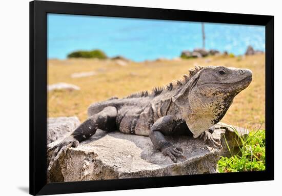 Mayan Ruins Iguana Tulum Mexico-null-Framed Art Print