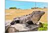 Mayan Ruins Iguana Tulum Mexico-null-Mounted Art Print