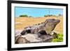 Mayan Ruins Iguana Tulum Mexico-null-Framed Art Print