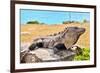 Mayan Ruins Iguana Tulum Mexico-null-Framed Art Print