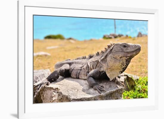 Mayan Ruins Iguana Tulum Mexico-null-Framed Art Print