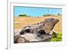 Mayan Ruins Iguana Tulum Mexico-null-Framed Art Print