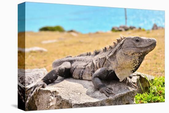 Mayan Ruins Iguana Tulum Mexico-null-Stretched Canvas