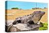 Mayan Ruins Iguana Tulum Mexico-null-Stretched Canvas