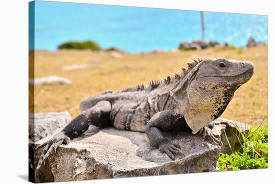 Mayan Ruins Iguana Tulum Mexico-null-Stretched Canvas