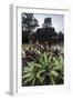 Mayan Structure, Tikal, UNESCO World Heritage Site, Guatemala, Central America-Colin Brynn-Framed Photographic Print