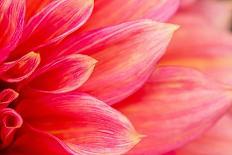 Fresh Pink Dahlia Flower, Photographed at close Range, with Emphasis on Petal Layers. Macro Photogr-MaYcaL-Framed Stretched Canvas