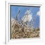 Mayflower, 2012-Helen White-Framed Giclee Print