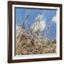 Mayflower, 2012-Helen White-Framed Giclee Print