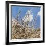 Mayflower, 2012-Helen White-Framed Giclee Print