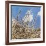 Mayflower, 2012-Helen White-Framed Giclee Print