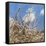 Mayflower, 2012-Helen White-Framed Stretched Canvas