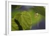 Mayfly (Ephemera Danica) on Leaf, Dala River, Götene, Västra Götaland, Sweden, June 2009-Falklind-Framed Photographic Print