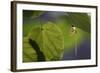 Mayfly (Ephemera Danica) on Leaf, Dala River, Götene, Västra Götaland, Sweden, June 2009-Falklind-Framed Photographic Print