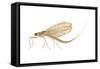 Mayfly (Hexagenia Bilineata), Insects-Encyclopaedia Britannica-Framed Stretched Canvas