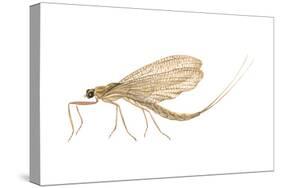 Mayfly (Hexagenia Bilineata), Insects-Encyclopaedia Britannica-Stretched Canvas