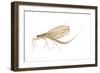 Mayfly (Hexagenia Bilineata), Insects-Encyclopaedia Britannica-Framed Art Print