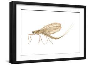 Mayfly (Hexagenia Bilineata), Insects-Encyclopaedia Britannica-Framed Art Print