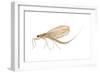 Mayfly (Hexagenia Bilineata), Insects-Encyclopaedia Britannica-Framed Art Print