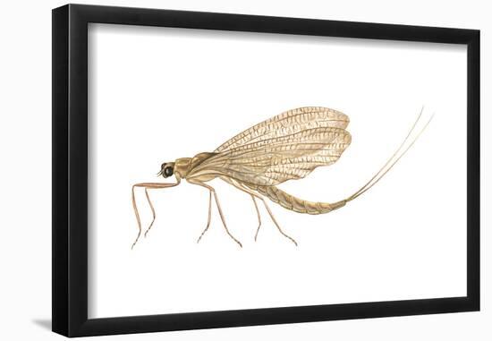 Mayfly (Hexagenia Bilineata), Insects-Encyclopaedia Britannica-Framed Poster