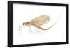 Mayfly (Hexagenia Bilineata), Insects-Encyclopaedia Britannica-Framed Poster