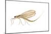 Mayfly (Hexagenia Bilineata), Insects-Encyclopaedia Britannica-Mounted Poster