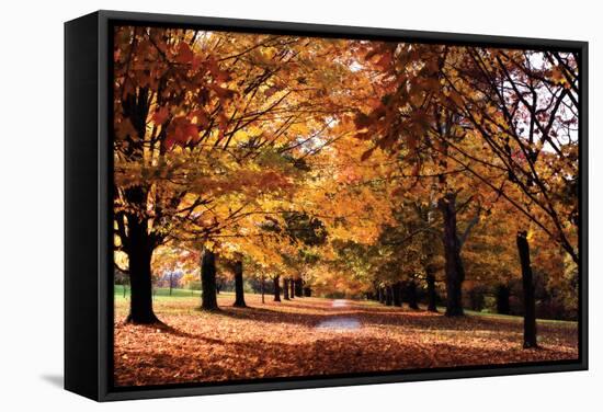 Maymont Maples II-Alan Hausenflock-Framed Stretched Canvas
