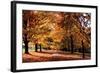 Maymont Maples II-Alan Hausenflock-Framed Photographic Print