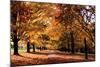 Maymont Maples II-Alan Hausenflock-Mounted Photographic Print