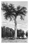 Ceiba Tree, Central America, C1890-Maynard-Giclee Print