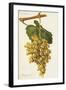 Mayorquin Grape-J. Troncy-Framed Giclee Print